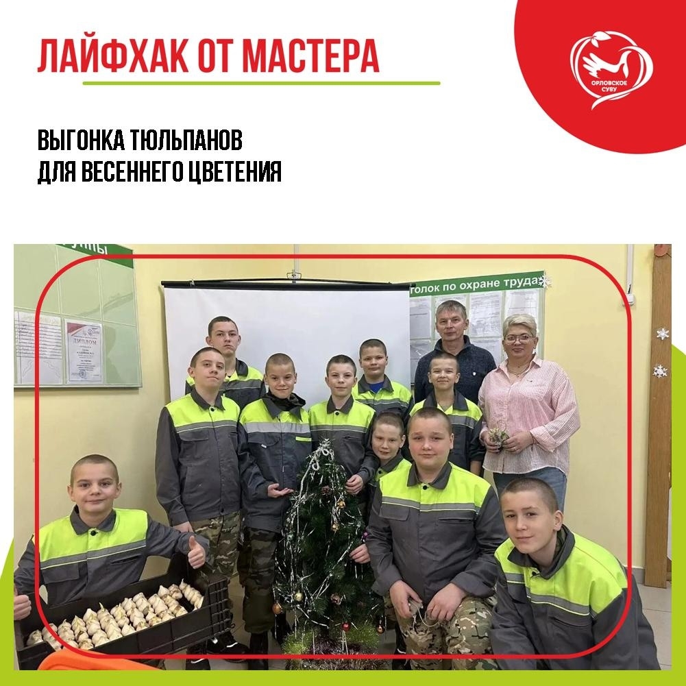 Первые тюльпаны