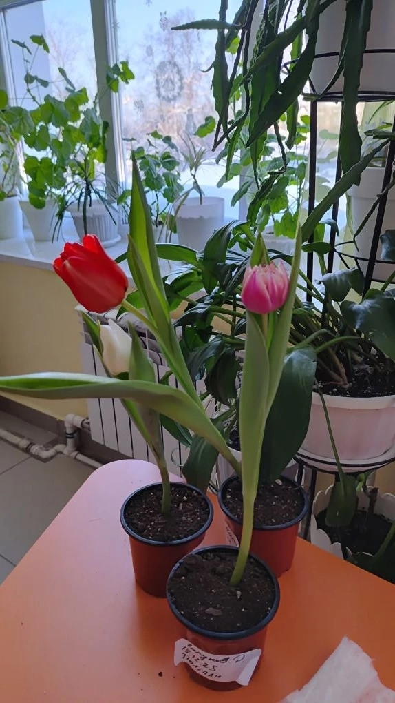 X1ULzL7_LiVYURc8y7lmov9ZydJulYfLj00q-l4_oEIHr1fdpdvCsjD3nRsN42iAvJrLFQerkAGFc5vkpz-1mTLE